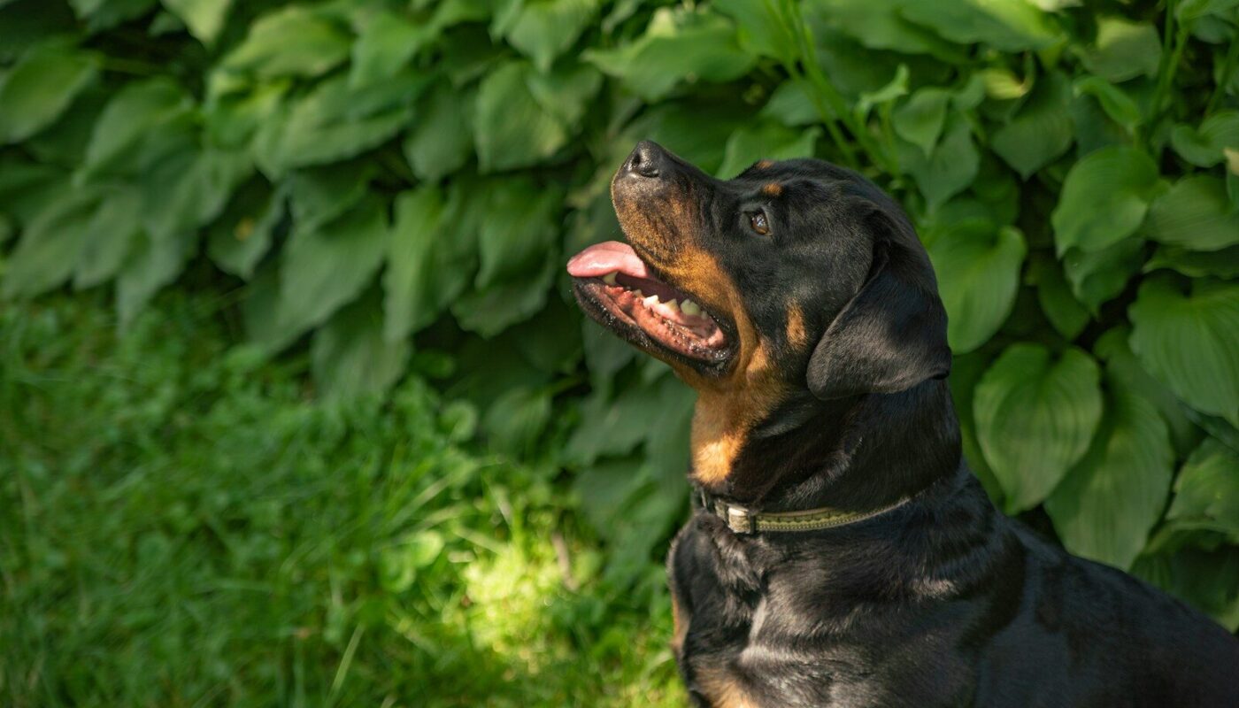 a black and brown dog sitting in the grass
