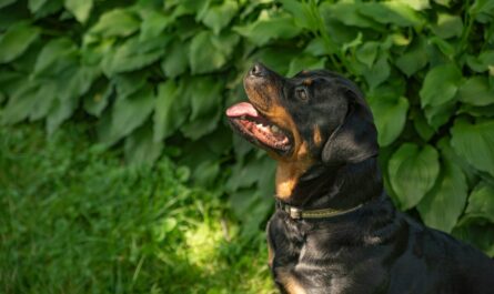 a black and brown dog sitting in the grass