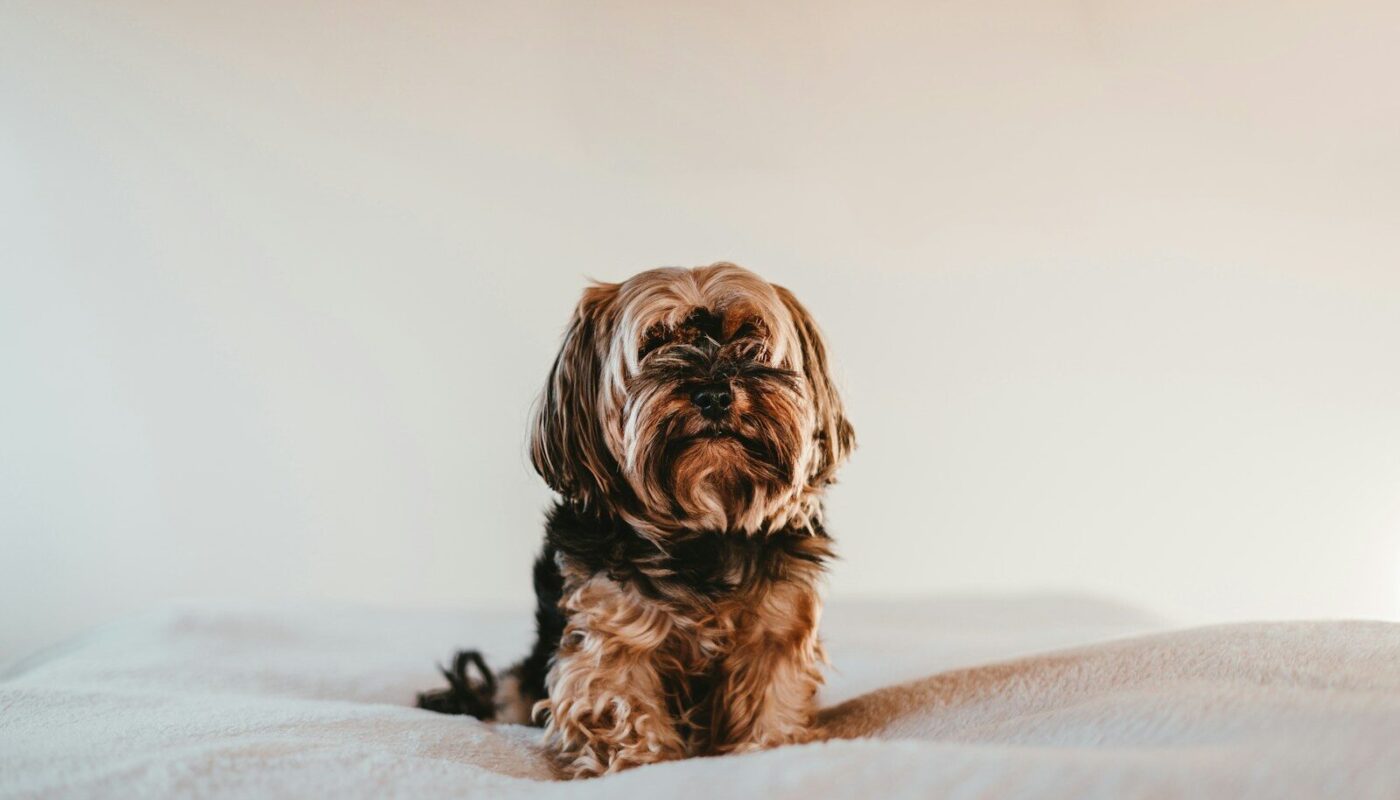 black and brown long coated small dog on white textile