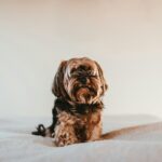 black and brown long coated small dog on white textile