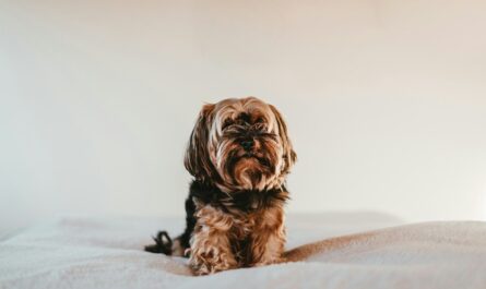 black and brown long coated small dog on white textile