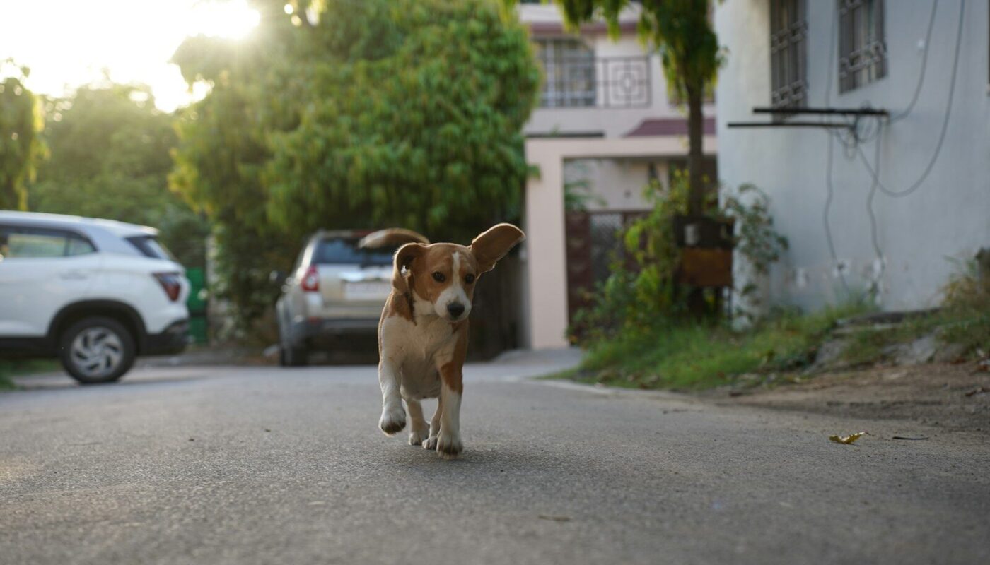 A small dog runs down a street.