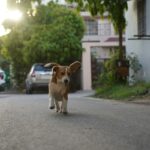 A small dog runs down a street.