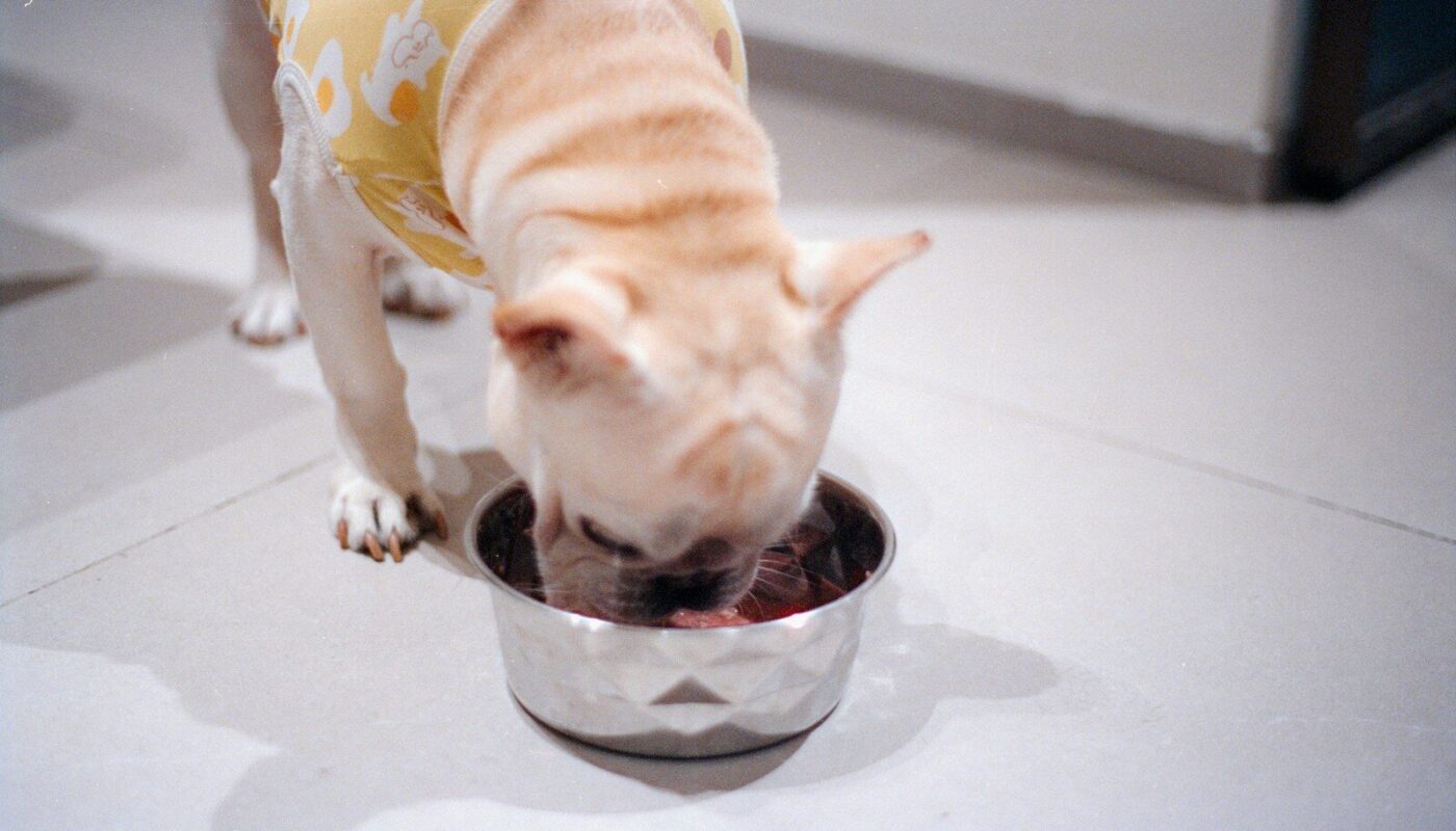 A dog wearing a yellow shirt eats from a bowl