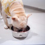 A dog wearing a yellow shirt eats from a bowl