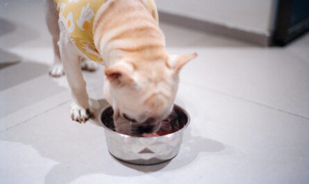 A dog wearing a yellow shirt eats from a bowl