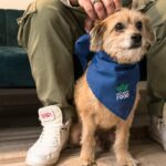 a dog wearing a shirt