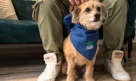 a dog wearing a shirt
