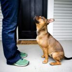 Dog looks up at his owner on a porch.