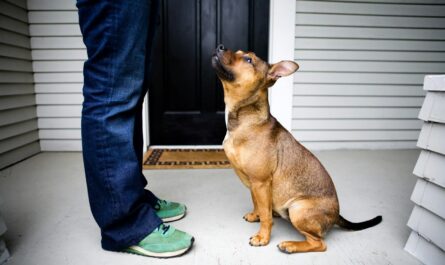 Dog looks up at his owner on a porch.