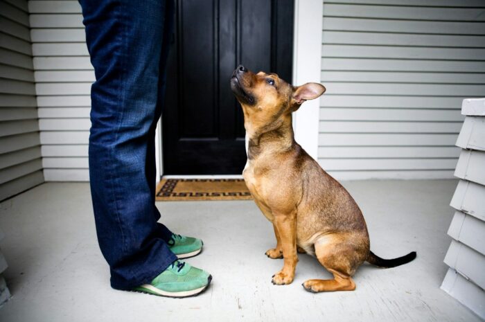House Training Tips for Dogs: Simple Step-by-Step Guide