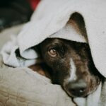 black and white short coated dog covered with white blanket