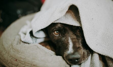 black and white short coated dog covered with white blanket
