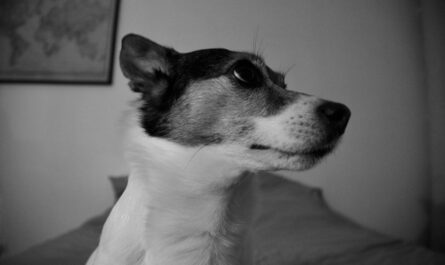 A black and white close-up of a dog's head.