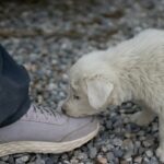 A small white dog sniffing a persons shoe