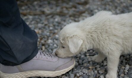 A small white dog sniffing a persons shoe