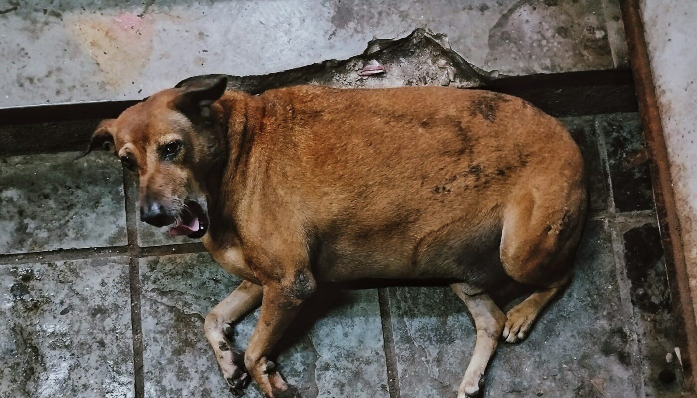A brown dog laying on a tile floor