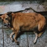 A brown dog laying on a tile floor