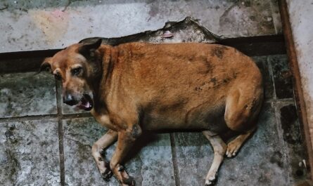 A brown dog laying on a tile floor