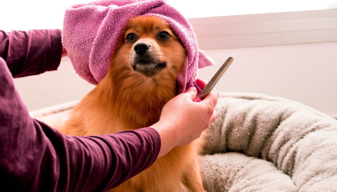 brown pomeranian wearing pink towel