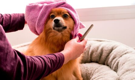 brown pomeranian wearing pink towel