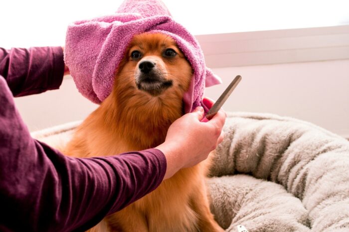 What Do Dogs Need Every Day? Basic Dog Care Guide